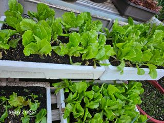 옥상농원님의 자유주제 · 자유게시판 작성글 사진