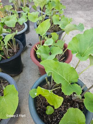 옥상농원님의 자유주제 · 자유게시판 작성글 사진