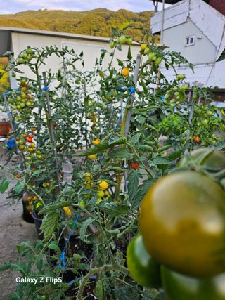 옥상농원님의 자유주제 · 자유게시판 작성글 사진