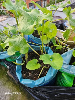 옥상농원님의 자유주제 · 자유게시판 작성글 사진