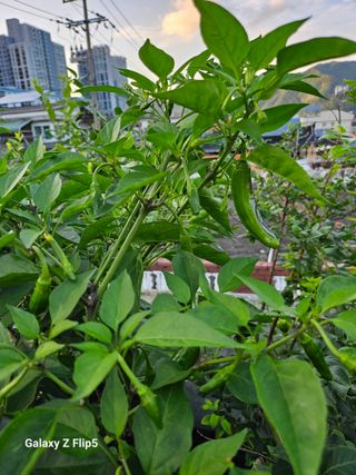 옥상농원님의 자유주제 · 자유게시판 작성글 사진