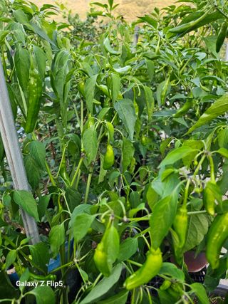 옥상농원님의 자유주제 · 자유게시판 작성글 사진