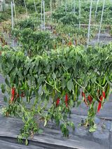 팜모닝 고추·병해충상담 게시글 이미지