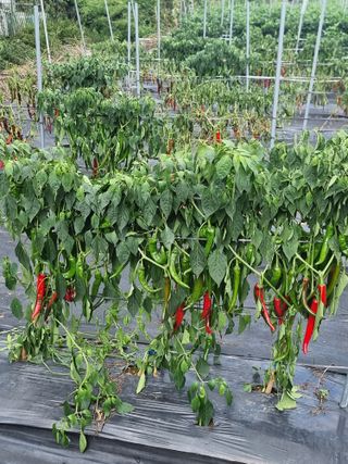 보민농장님의 고추 · 병해충상담 작성글 사진