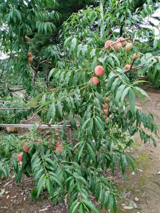 자연인님의 자유주제 · 자유게시판 작성글 사진