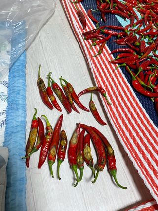 왕초보님의 감자 · 자유게시판 작성글 사진