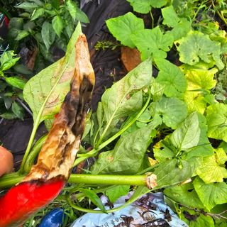 정맨님의 고추 · 병해충상담 작성글 사진