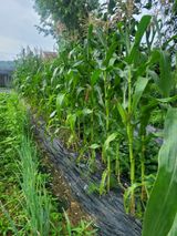 팜모닝 고추·영농일지 게시글 이미지