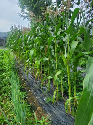 동읍새날농장님의 고추 · 영농일지 작성글 사진