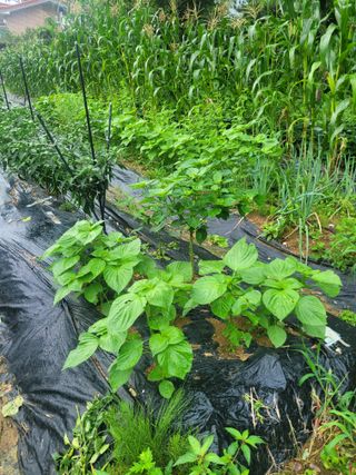 동읍새날농장님의 고추 · 영농일지 작성글 사진