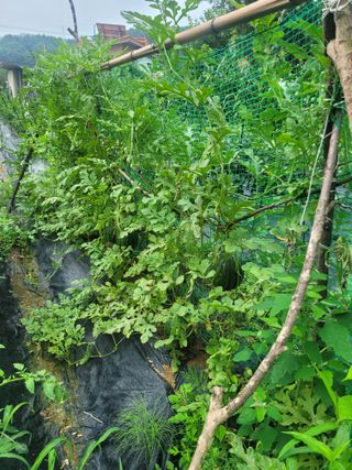 동읍새날농장님의 고추 · 영농일지 작성글 사진