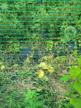 동읍새날농장님의 고추 · 영농일지 작성글 사진