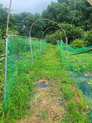 동읍새날농장님의 고추 · 영농일지 작성글 사진