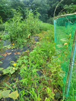 동읍새날농장님의 고추 · 영농일지 작성글 사진