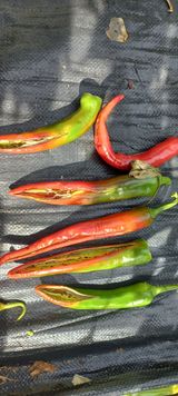 팜모닝 고추·일상 게시글 이미지