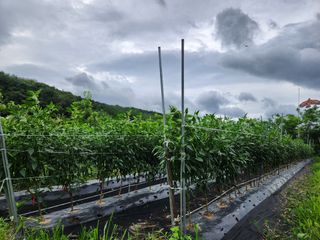 금우님의 고추 · 영농일지 작성글 사진