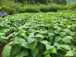 최문열님의 고추 · 영농일지 작성글 사진