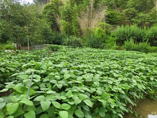 최문열님의 고추 · 영농일지 작성글 사진