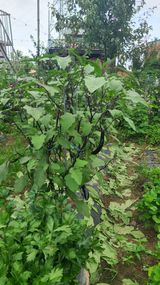 팜모닝 자유주제·자유게시판 게시글 이미지