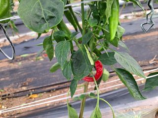 병찬님의 고추 · 영농일지 작성글 사진