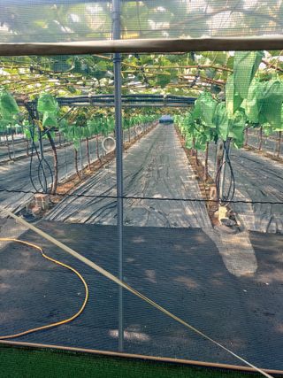 낙양성님의 포도 · 영농일지 작성글 사진