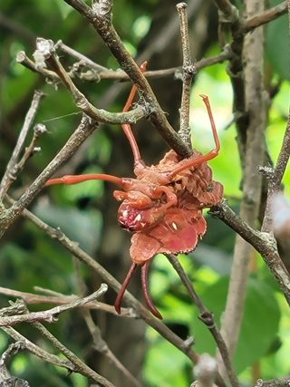 여우내 이순홍님의 블루베리 · 병해충상담 작성글 사진