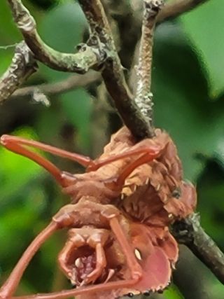 여우내 이순홍님의 블루베리 · 병해충상담 작성글 사진