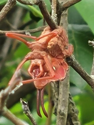 여우내 이순홍님의 블루베리 · 병해충상담 작성글 사진