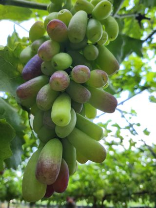 하늘소나무(천영숙)님의 포도 · 영농일지 작성글 사진