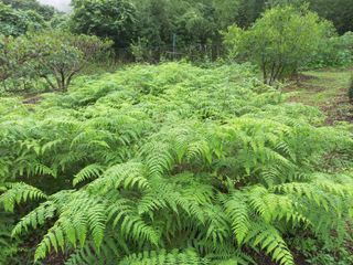 문순님의 기타작물 · 영농일지 작성글 사진