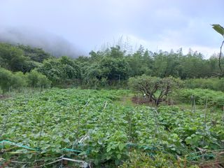 문순님의 기타작물 · 영농일지 작성글 사진