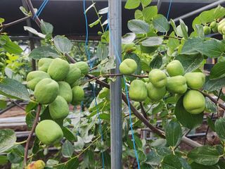 대추 9544님의 자유주제 · 자유게시판 작성글 사진