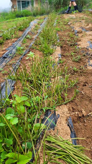 양배추21556님의 농사, 무엇이든 물어보세요! · 참여글 작성글 사진