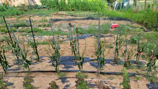 양배추21556님의 농사, 무엇이든 물어보세요! · 참여글 작성글 사진