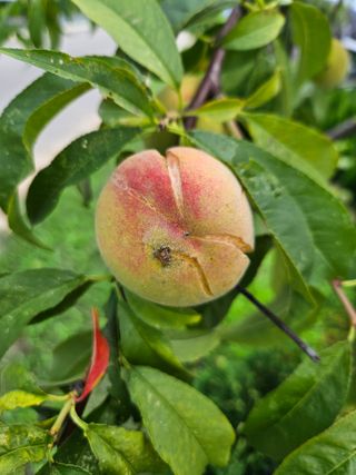 김동주님의 기타작물 · 병해충상담 작성글 사진