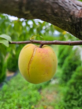 김동주님의 기타작물 · 병해충상담 작성글 사진