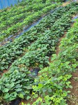 팜모닝 고구마·영농일지 게시글 이미지