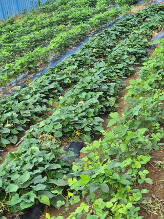 동부0079님의 고구마 · 영농일지 작성글 사진