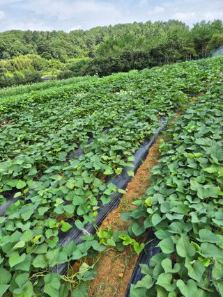 동부0079님의 고구마 · 영농일지 작성글 사진