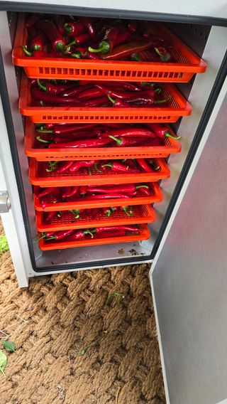 이종애님의 고추 · 영농일지 작성글 사진