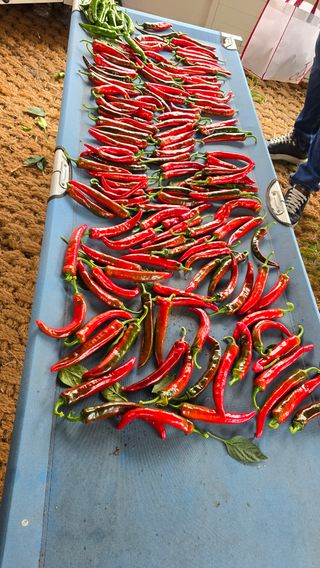 이종애님의 고추 · 영농일지 작성글 사진