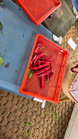 이종애님의 고추 · 영농일지 작성글 사진
