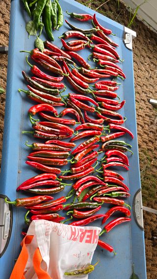 이종애님의 고추 · 영농일지 작성글 사진