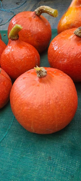 정진해님의 자유주제 · 자유게시판 작성글 사진