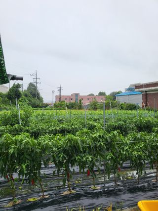 노후를풍요롭게님의 고추 · 영농일지 작성글 사진