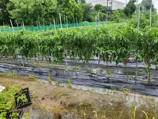 노후를풍요롭게님의 고추 · 영농일지 작성글 사진