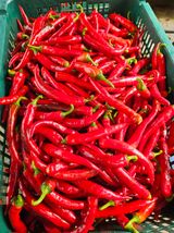 팜모닝 자유주제·자유게시판 게시글 이미지