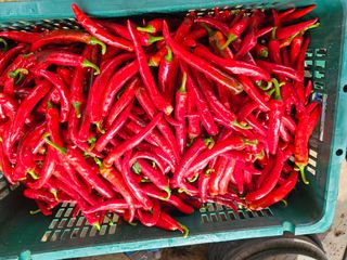 농부들의아지트님의 자유주제 · 자유게시판 작성글 사진