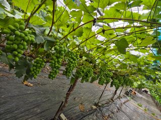 백옥농원님의 자유주제 · 자유게시판 작성글 사진