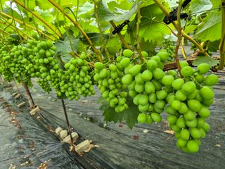 백옥농원님의 자유주제 · 자유게시판 작성글 사진